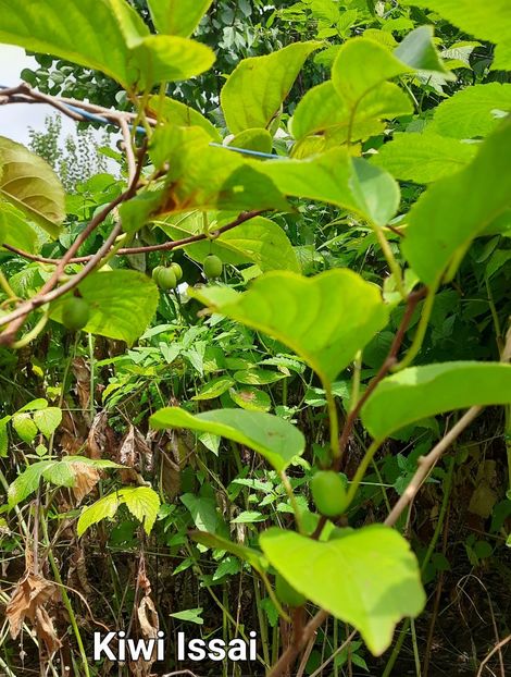 06 08 2023 kiwi - Mini Kiwi Issai