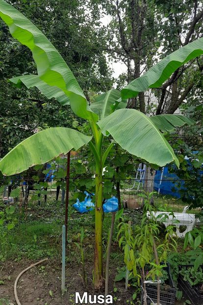 06 08 2023 - Bananier Musa basjoo