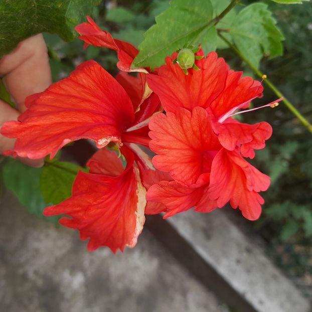 06.08.2023 - HIBISCUSI 2023-1