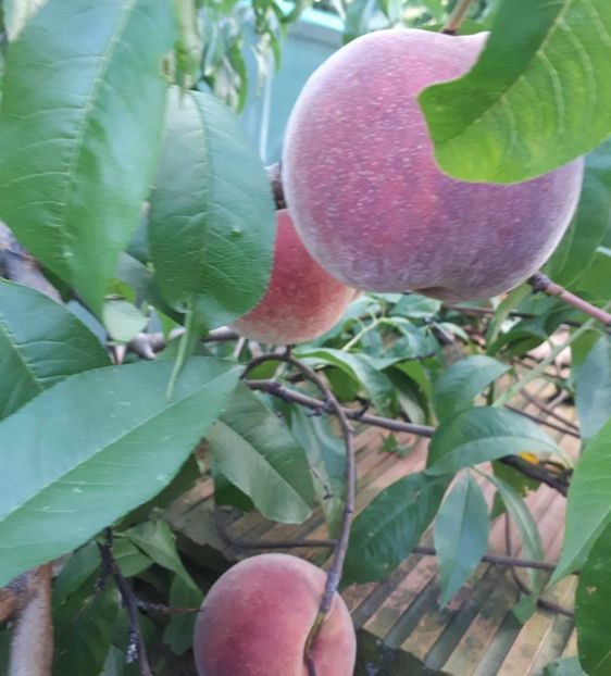Peach claudel - Piersici foarte mari altoit in prun