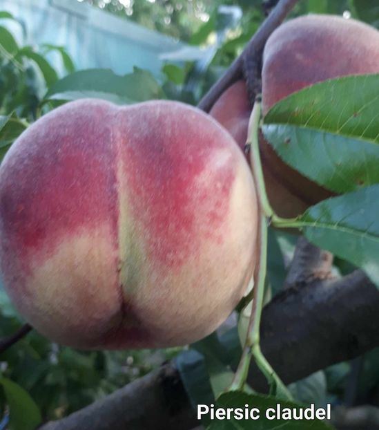 Claudel Peach - Piersici foarte mari altoit in prun