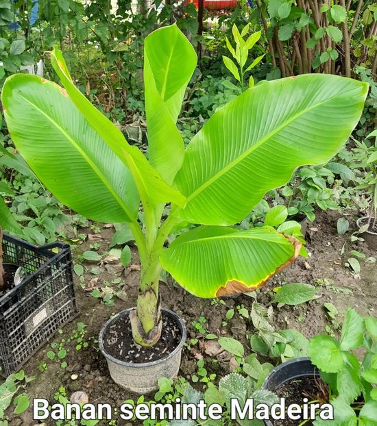 Banan seminte - Banan din seminte Madeira