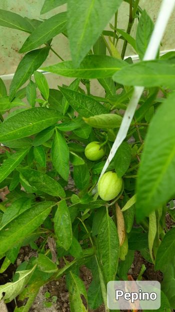Pepino - Pepino