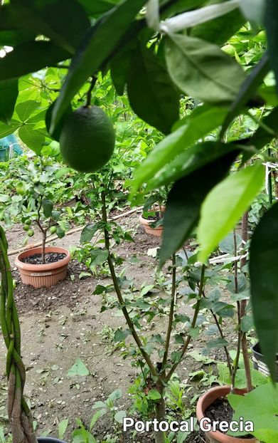 Grecia portocal 06 08 2023 - Portocal Grecia
