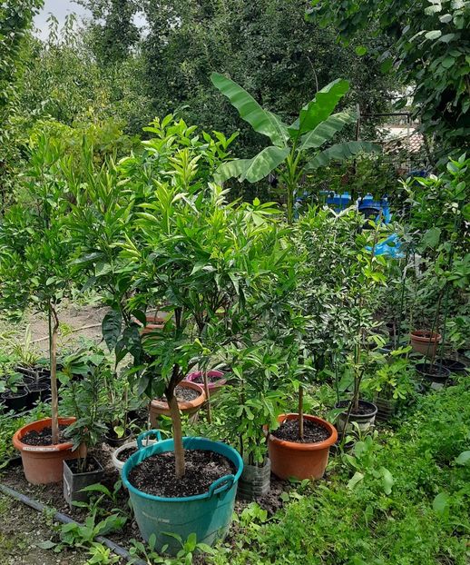 Ciubar mare de culoare verde - Clementin glissando garden Timisoara