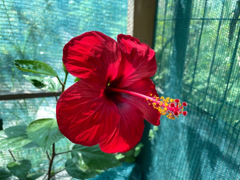 1081C333-8DF6-4B16-B5A1-8D4181FF123F - 001 - Hibiscusi