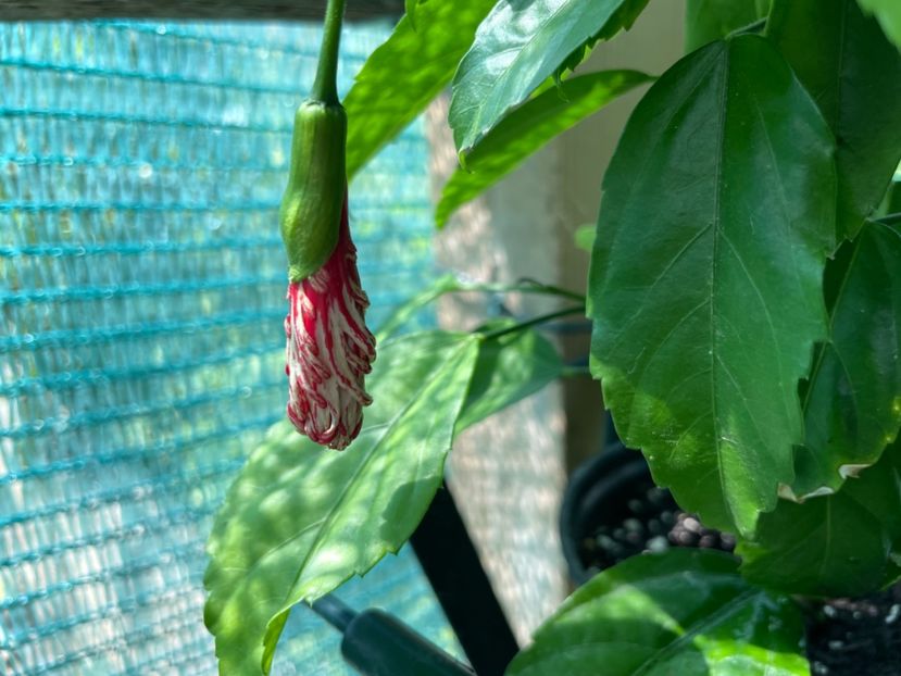 D67365CC-ABD8-4ED8-AA3D-F8F4D0D3421C - 001 - Hibiscusi