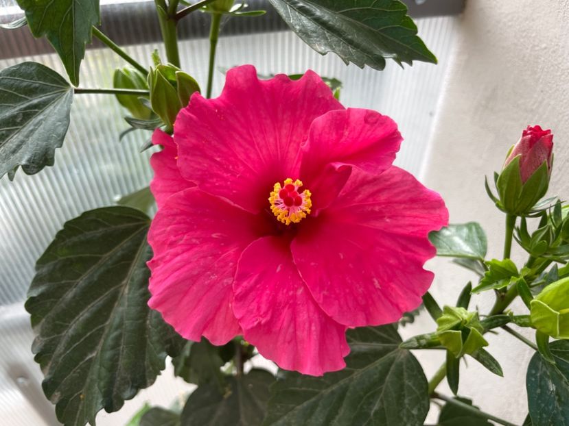 7BE650E0-5101-445D-8D4D-AB3A5F4D0A37 - 001 - Hibiscusi