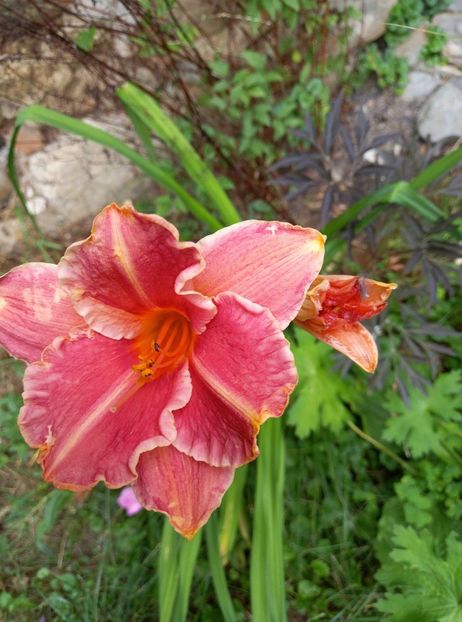  - 5 pachete cu Hemerocallis de vanzare