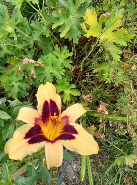  - 5 pachete cu Hemerocallis de vanzare