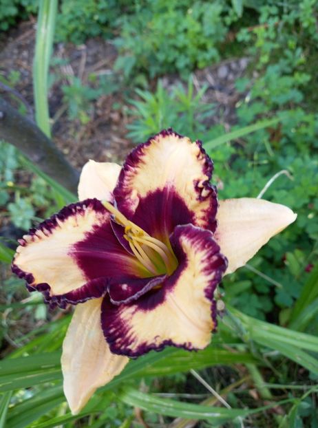  - 5 pachete cu Hemerocallis de vanzare