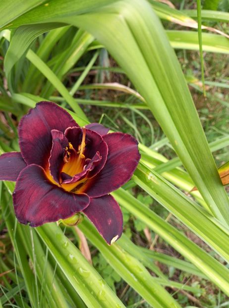  - 5 pachete cu Hemerocallis de vanzare