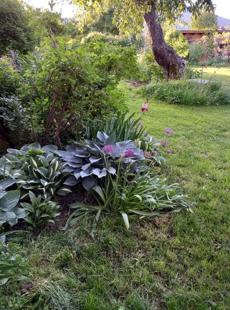  - 5 colete cu Hosta de vanzare