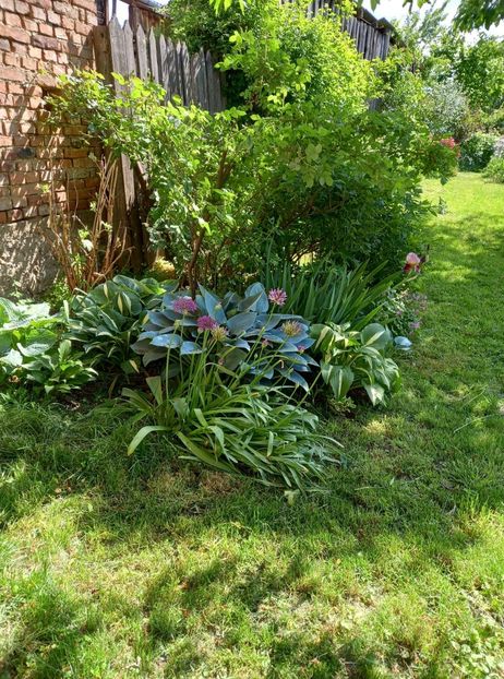  - 5 colete cu Hosta de vanzare