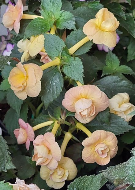  - RFs TROPICANA 2