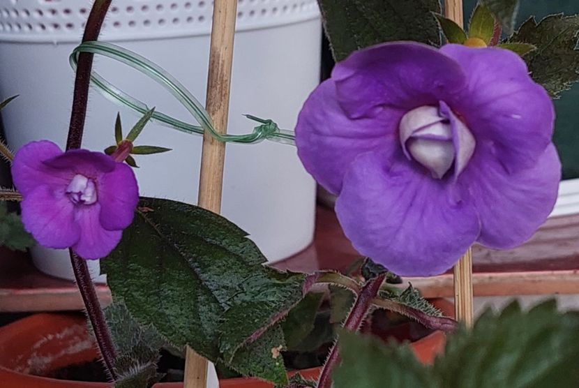 Violaceea Semiplena& Summer Rain - AAAA ACHIMENES 2023