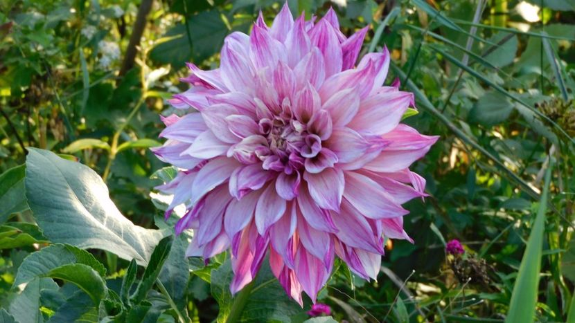 Cafe au lait Twist - -Dalii 2023