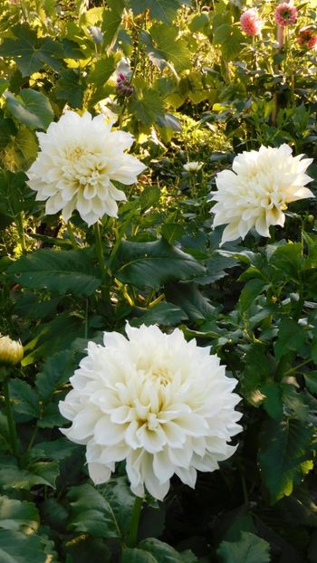 Fleurel - -Dalii 2023