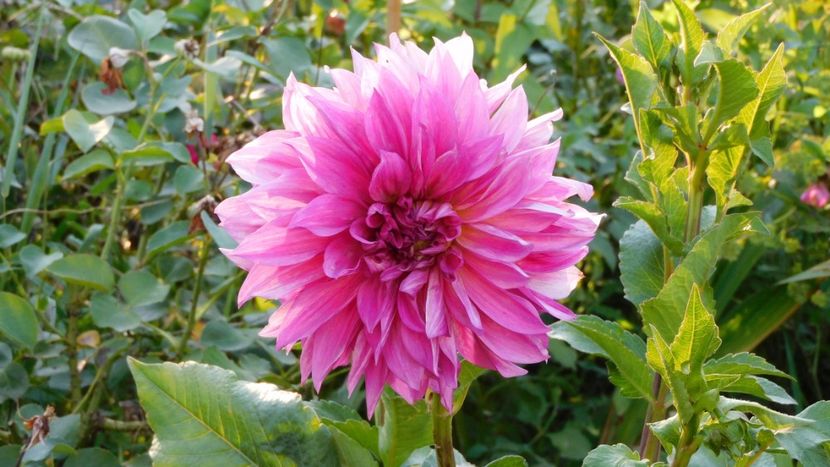 Cafe au lait rose - -Dalii 2023