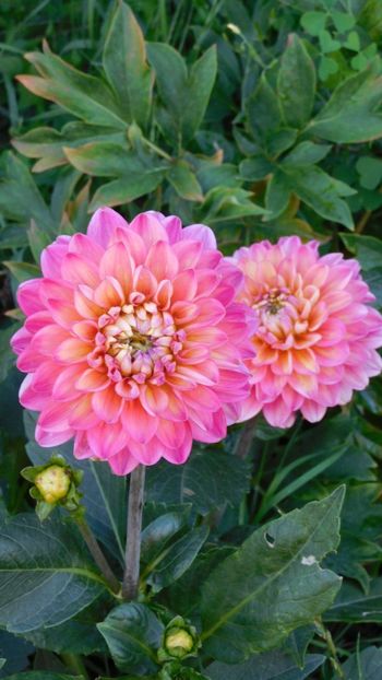 Melody pink allegro - -Dalii 2023