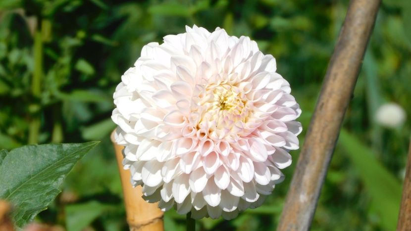 Pink pearl - -Dalii 2023