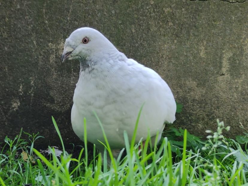 PL23-JRS4 - b- SAMICZKI-Females