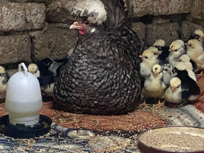  - 2-4 Moțate olandeze