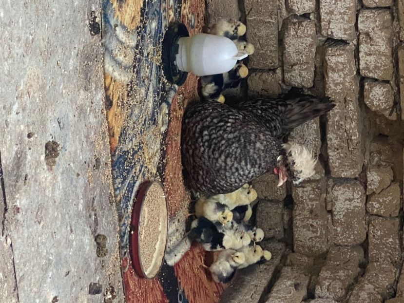  - 2-4 Moțate olandeze