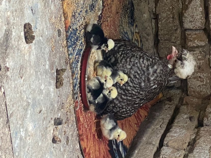  - 2-4 Moțate olandeze