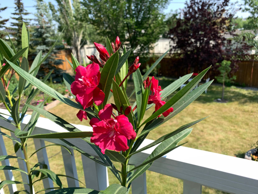  - Jurnalul gradinii 2023