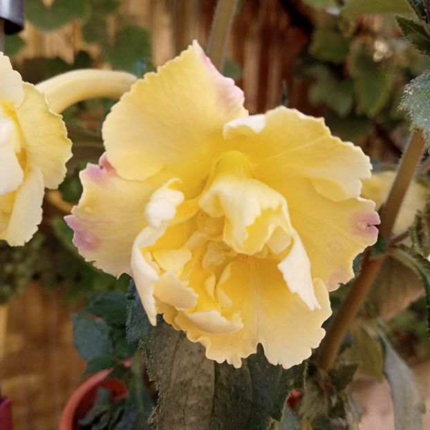  - Yellow English Rose