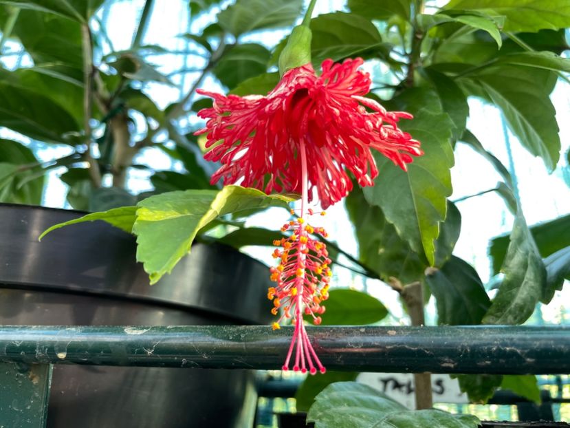 926C9624-ADF2-4591-8A64-AAF6CE7B0EB5 - Schizopetalus