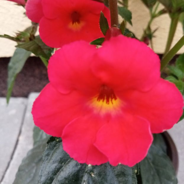 Orange Delight - Achi cu 6 sau mai multe petale