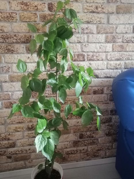  - Hibiscusi alb și galben bătuți de vanzare