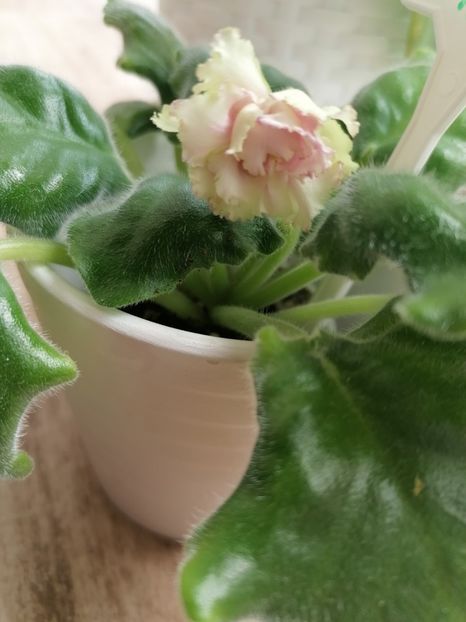 Georgia 07.08.2023 - Georgia