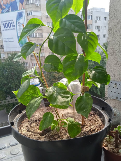 2 butasi ajunsi la 30-40cm - butasi in nisip