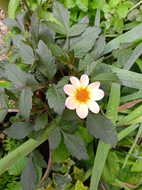 07.08.2023, dalia Happy Days Pink - Grădina 2023 continuare 4