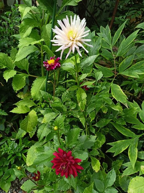  - Grădina 2023 continuare 4