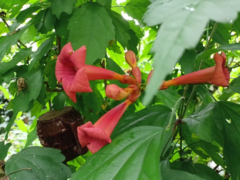 Campsis - Grădina 2023 continuare 4