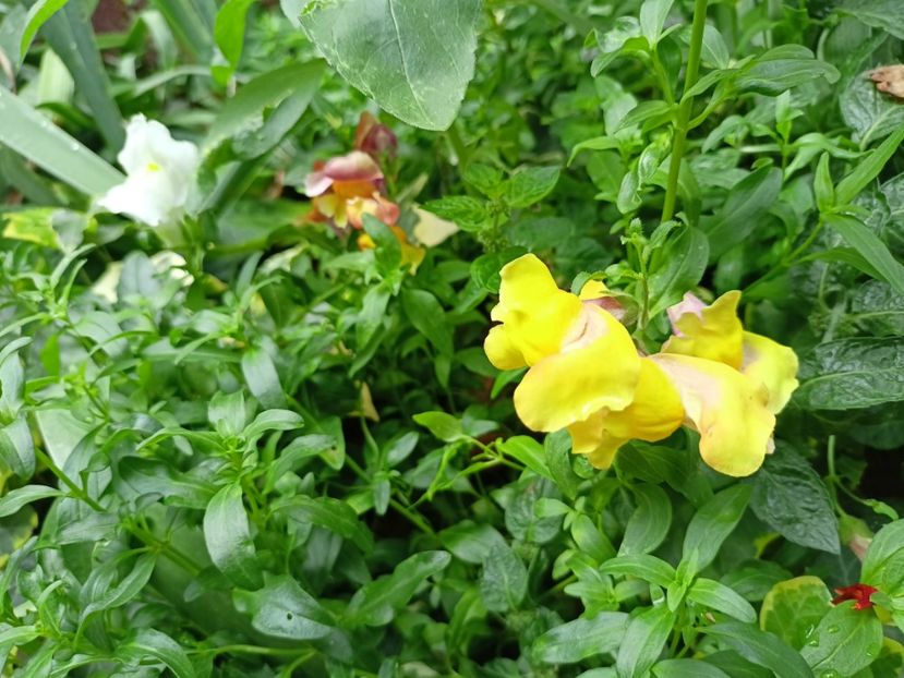 din semințe - Grădina 2023 continuare 4