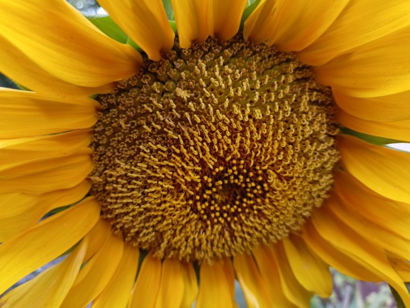  - Grădina 2023 continuare 4