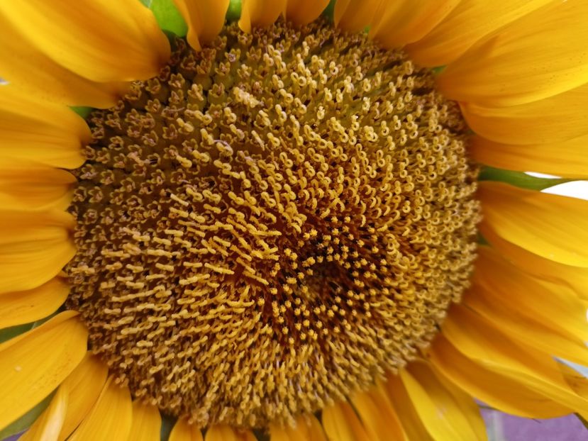  - Grădina 2023 continuare 4