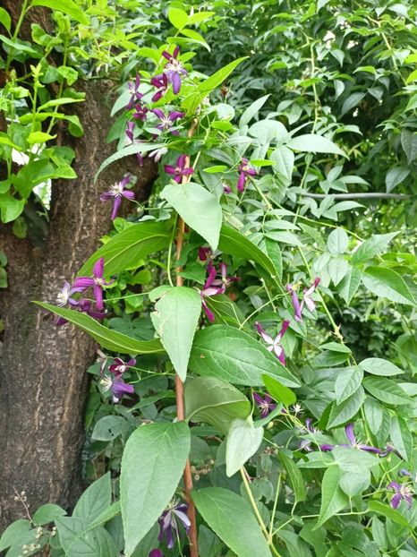 Sweet Summer Love - Grădina 2023 continuare 4