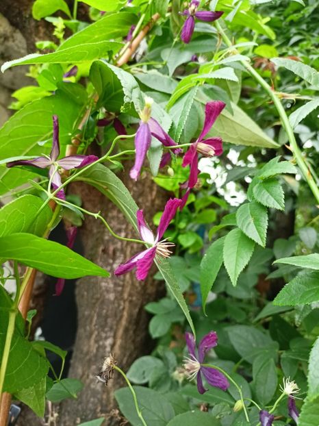  - Grădina 2023 continuare 4