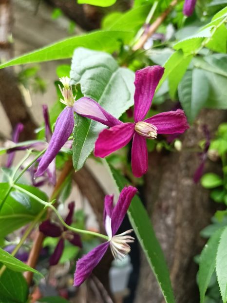  - Grădina 2023 continuare 4