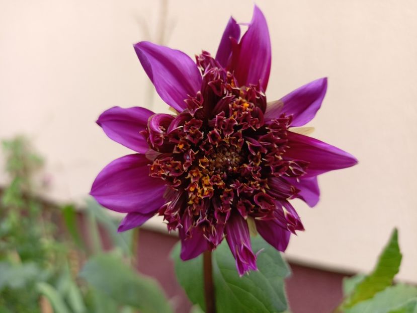 Blue Bayou - Grădina 2023 continuare 4