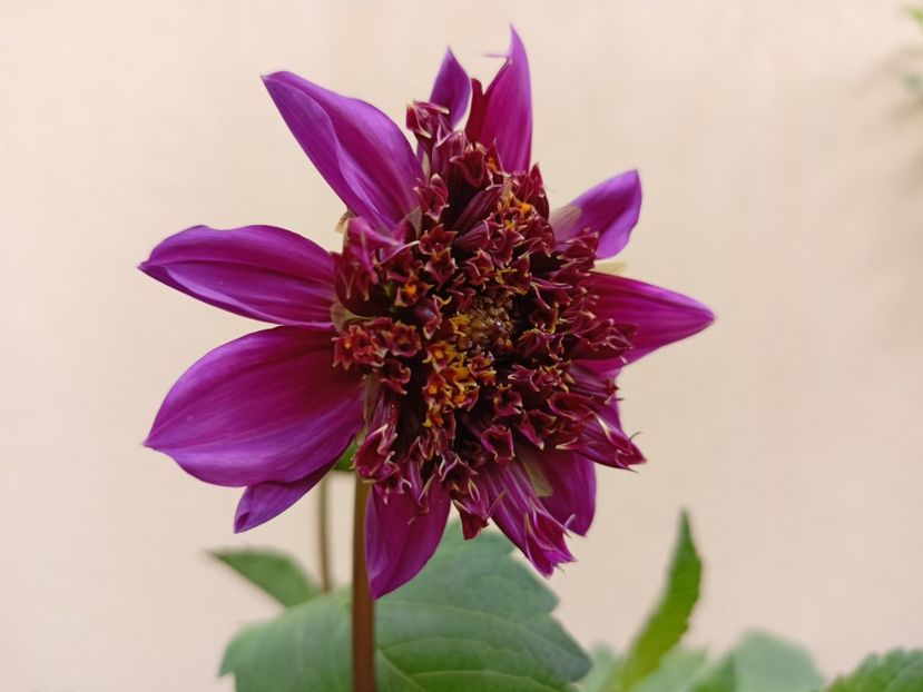  - Grădina 2023 continuare 4