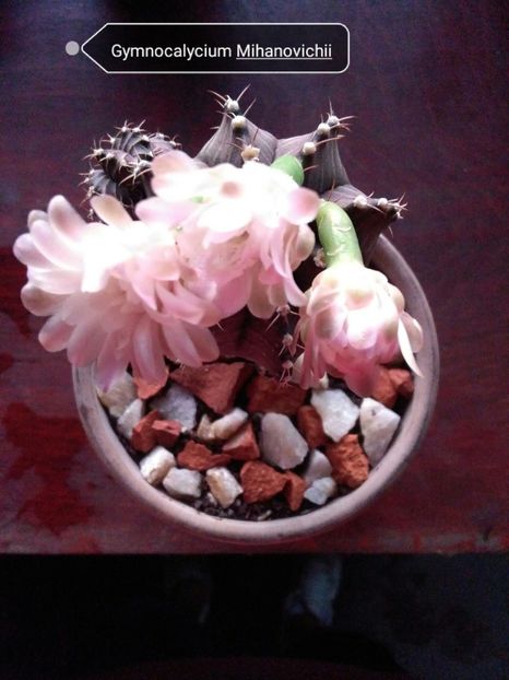 Gymnocalycium Mihanovichii - Cactusi