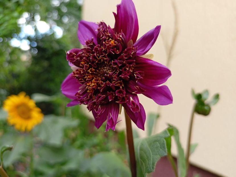  - Grădina 2023 continuare 4