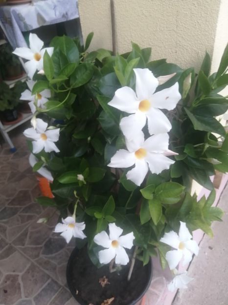  - Frumuseti la casa parinteasca